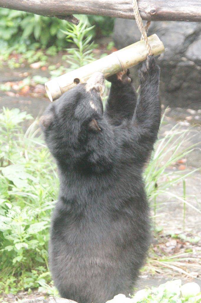 竹筒フィーダーをいじって中のペレットを食べようとする美雨②