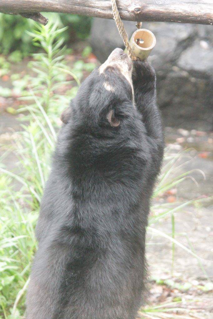 竹筒フィーダーをいじって中のペレットを食べようとする美雨③