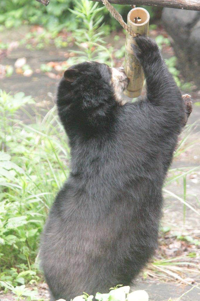 竹筒フィーダーをいじって中のペレットを食べようとする美雨④