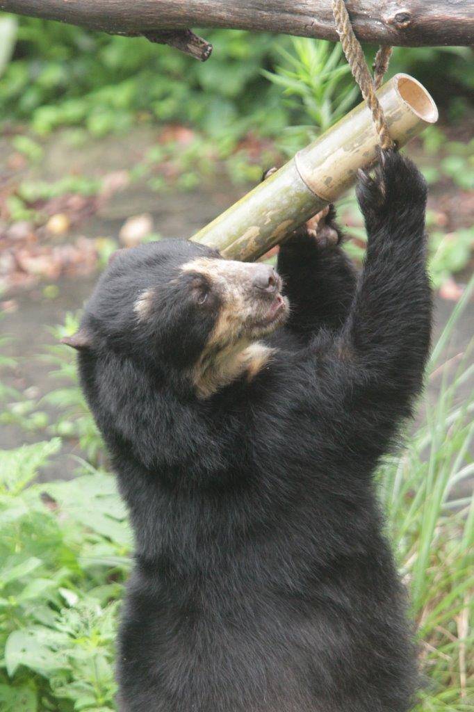 竹筒フィーダーをいじって中のペレットを食べようとする美雨⑦
