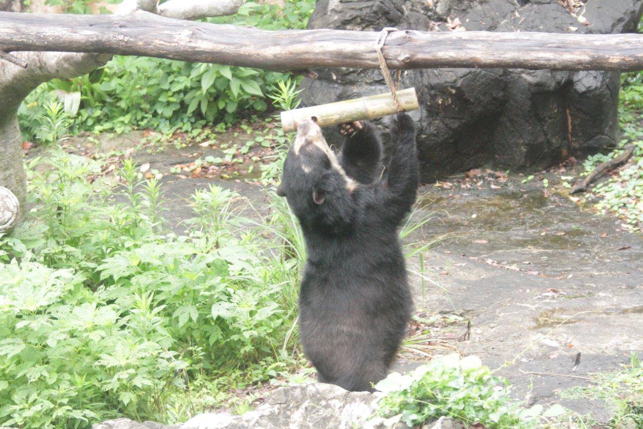 竹筒フィーダーをいじって中のペレットを食べようとする美雨⑧