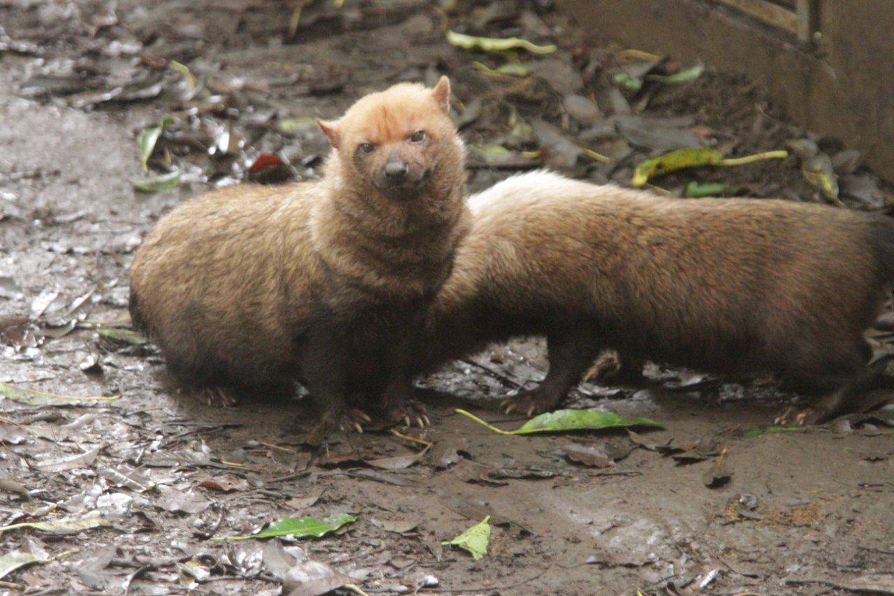 仲良くしているパパマルとスマイラー