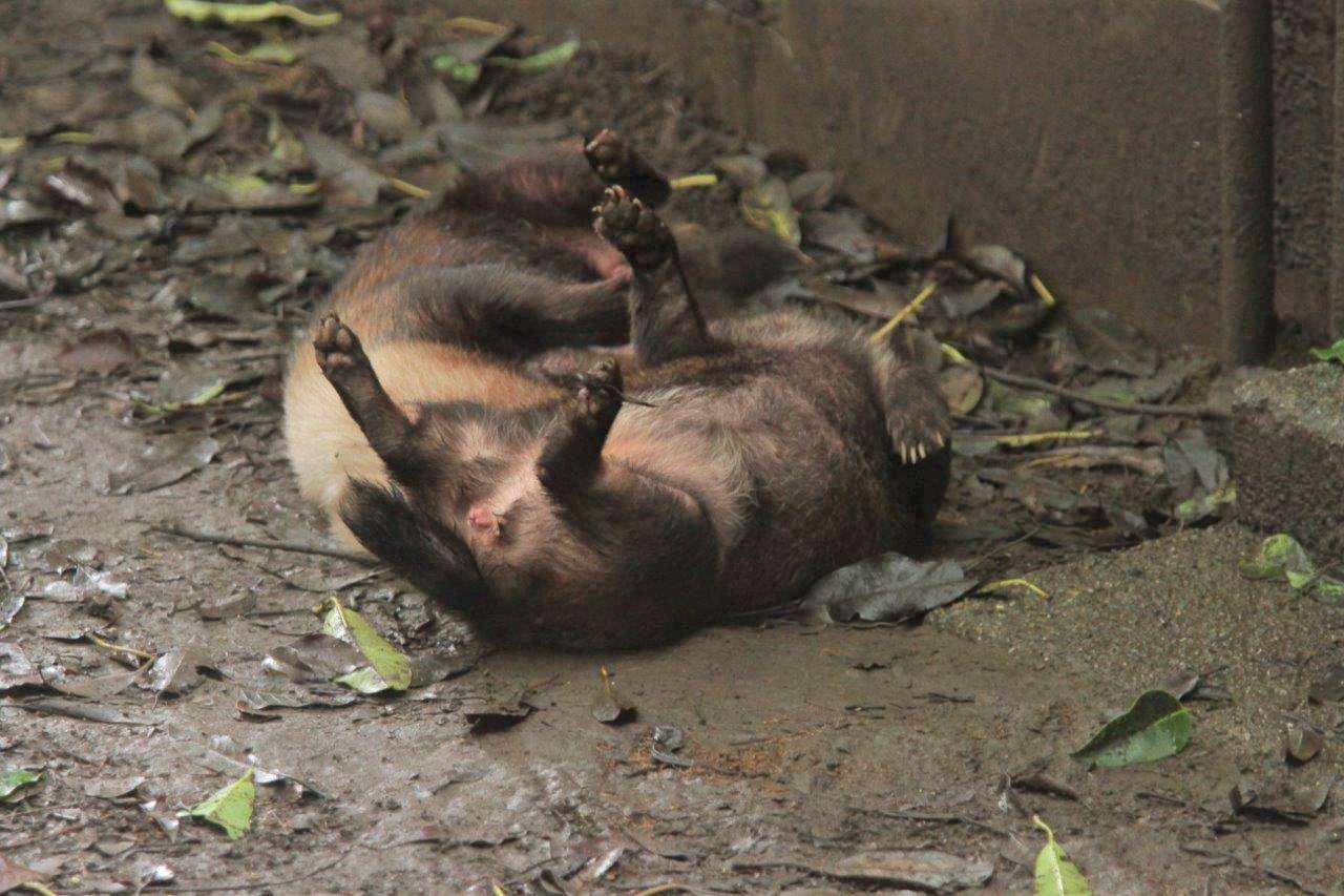 仲良く2頭で寝転ぶパパマルとスマイラー①