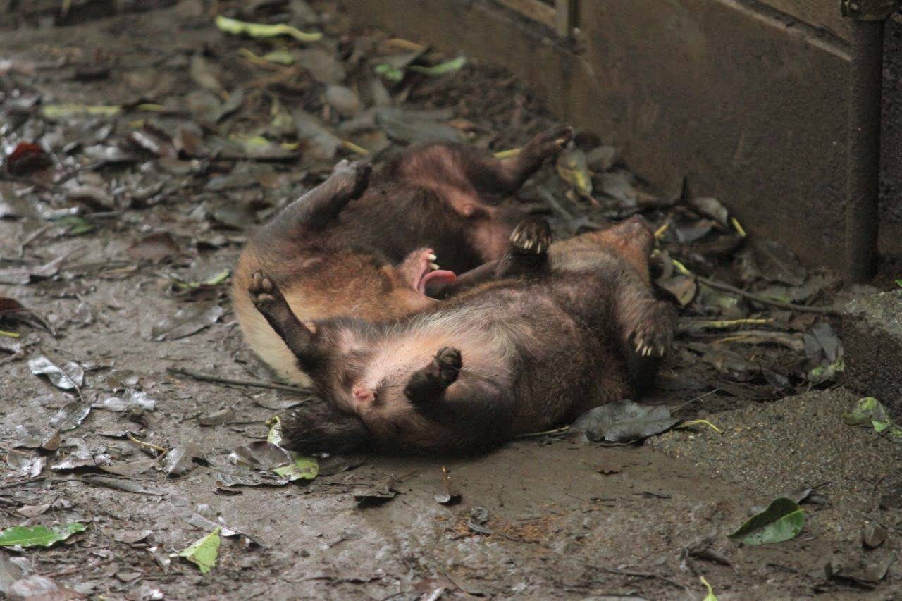 仲良く2頭で寝転ぶパパマルとスマイラー②