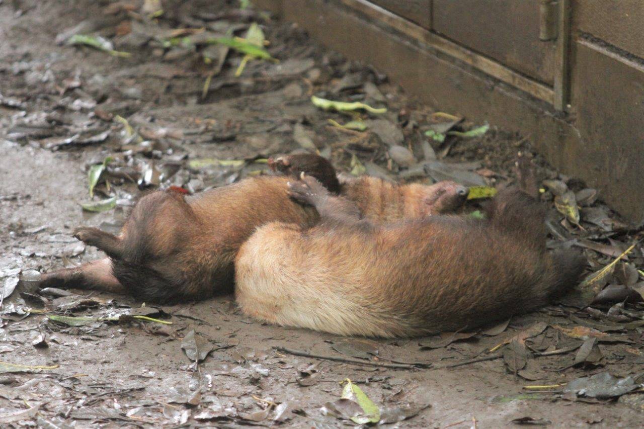 仲良く2頭で寝転ぶパパマルとスマイラー③