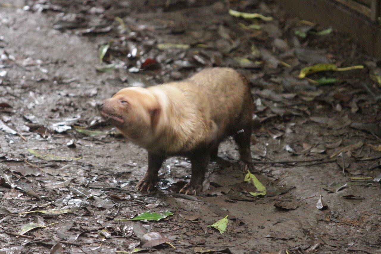 濡れた身体を振るわすスマイラー