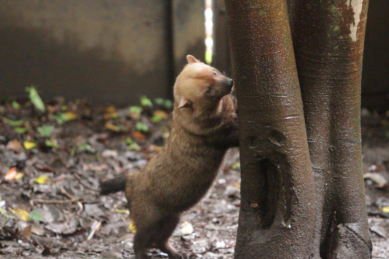 匂いを嗅ぐスマイラー