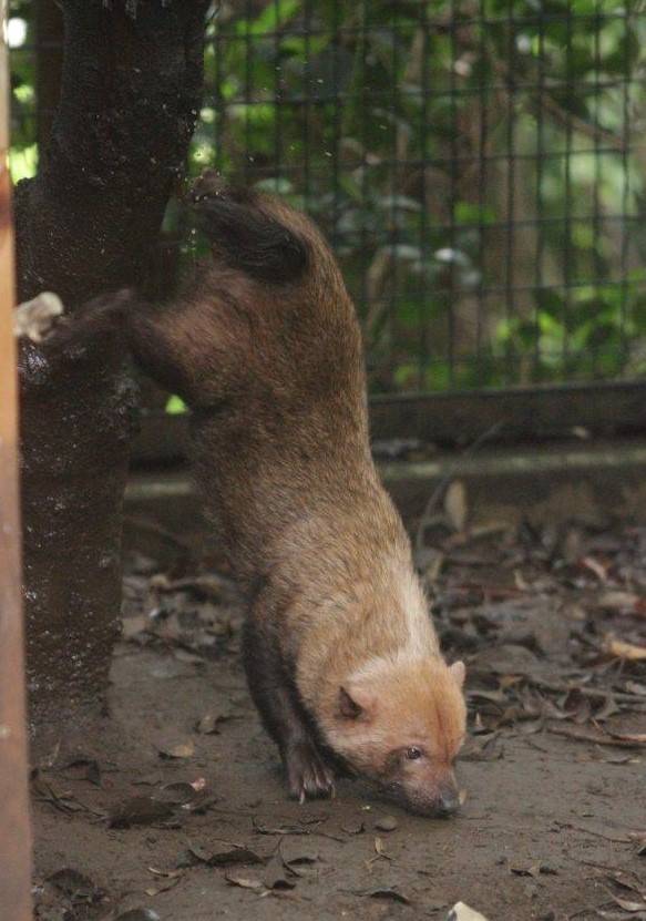 逆立ちししてマーキングするスマイラー