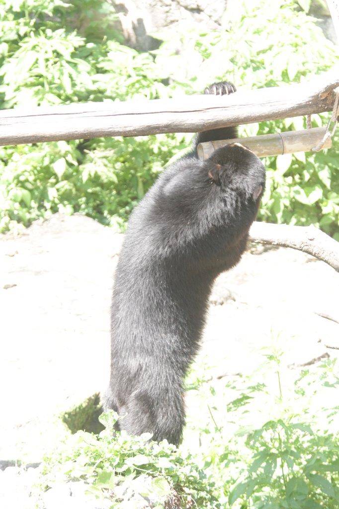 竹筒フィーダーをいじって中の餌を食べようとする雪雄①