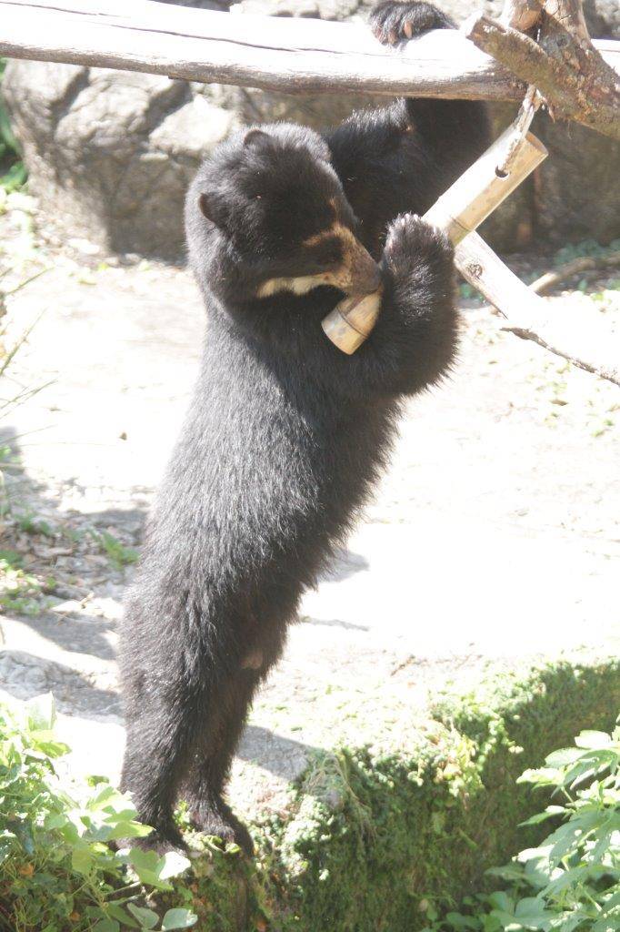 竹筒フィーダーをいじって中の餌を食べようとする雪雄③