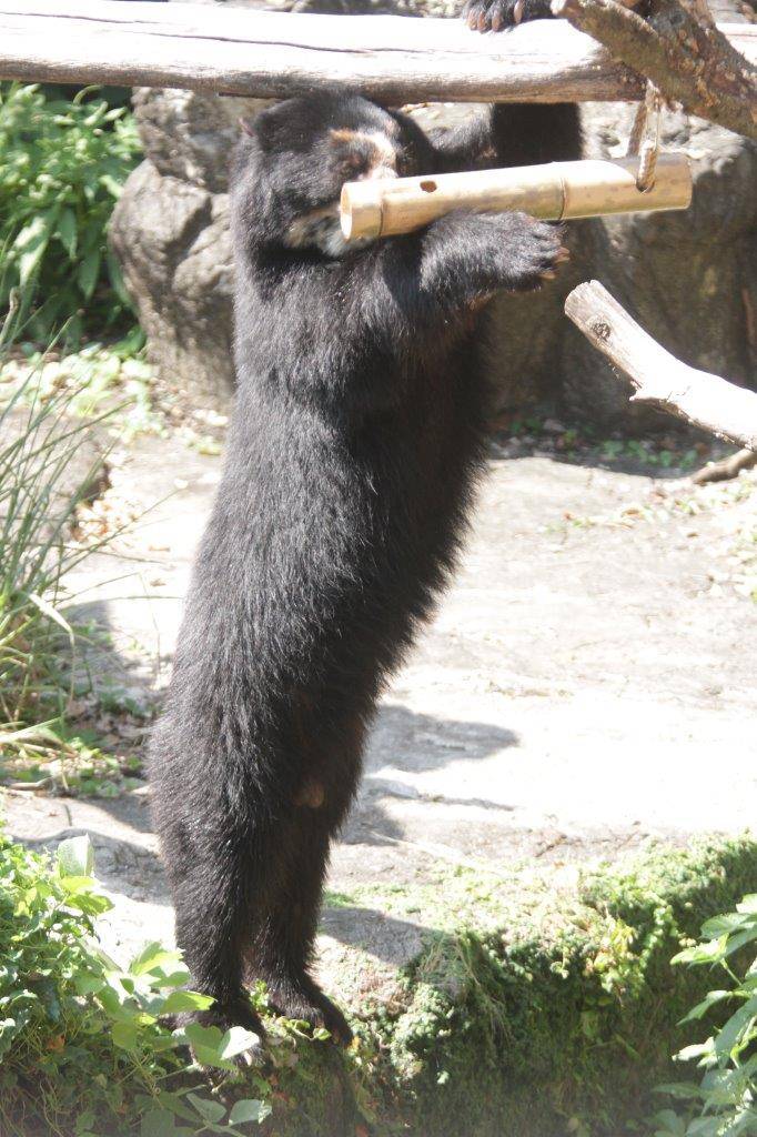竹筒フィーダーをいじって中の餌を食べようとする雪雄④
