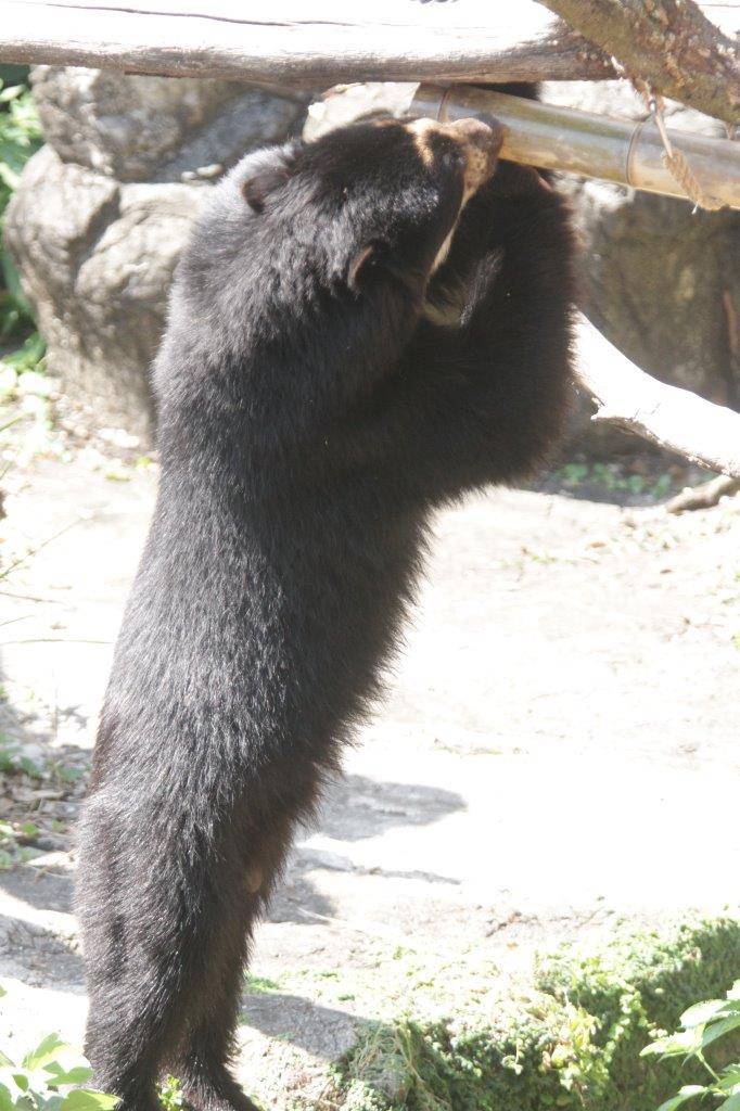 竹筒フィーダーをいじって中の餌を食べようとする雪雄⑤