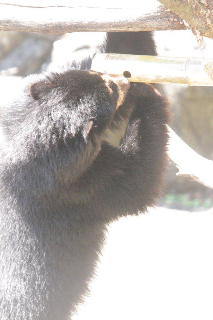 竹筒フィーダーをいじって中の餌を食べようとする雪雄⑥