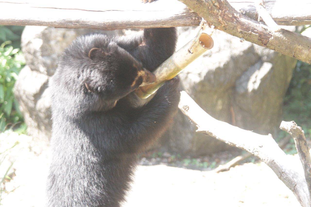 竹筒フィーダーをいじって中の餌を食べようとする雪雄⑧