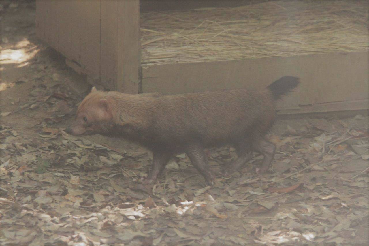 展示場の小屋前を歩くカノン