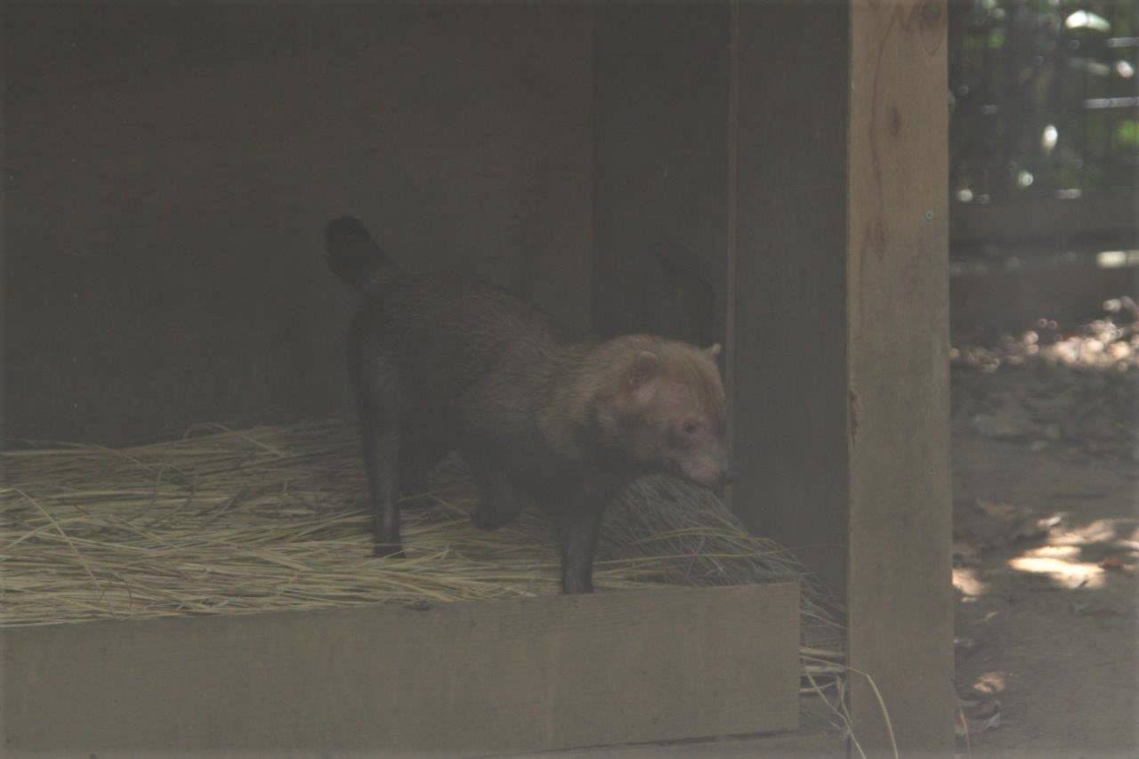 展示場の小屋内に入るカノン