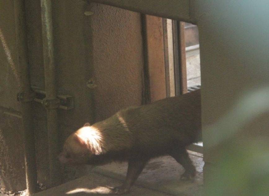 展示場への一歩を踏み出したカノン