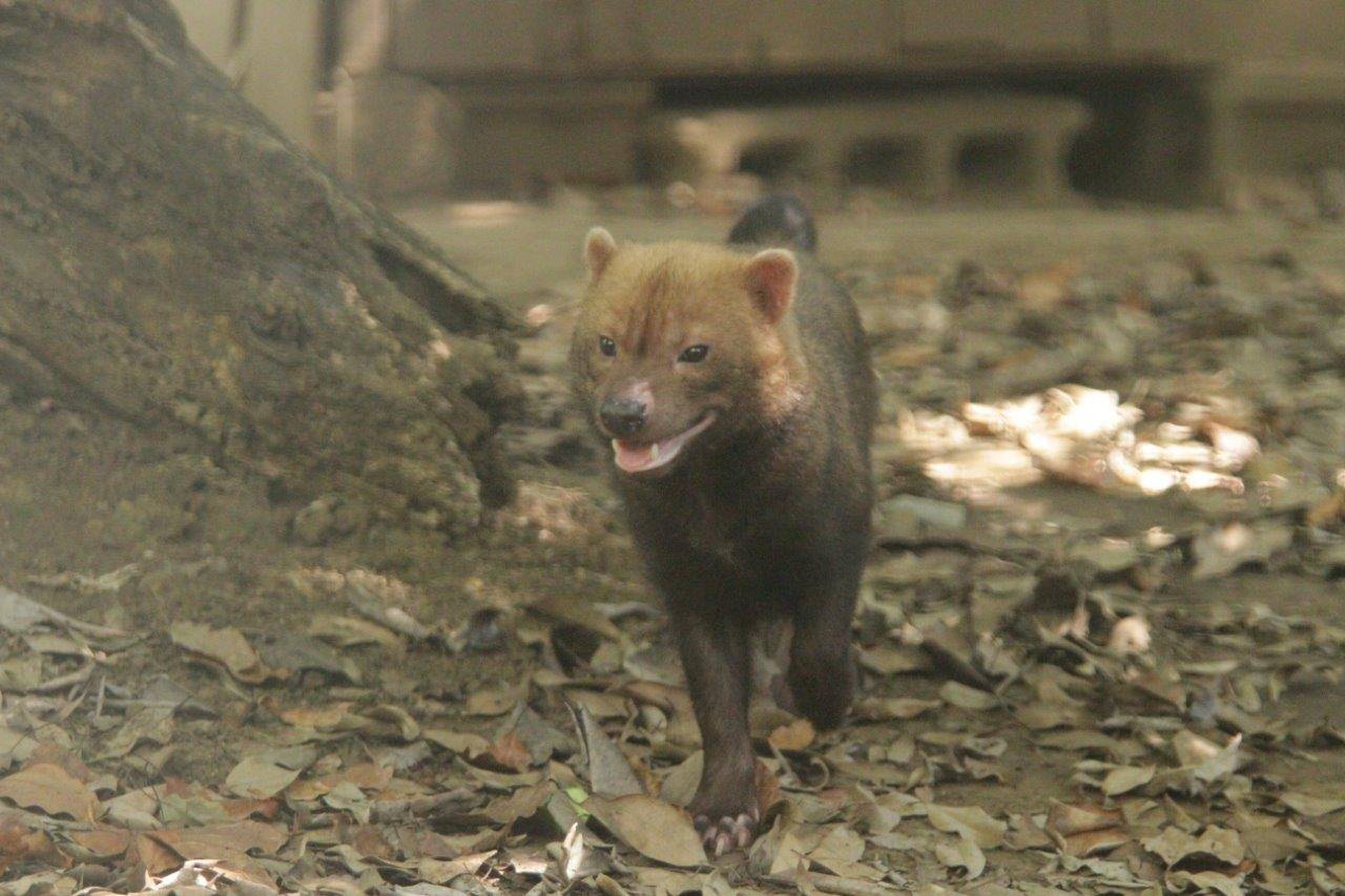 展示場を動き回るカノン⑧