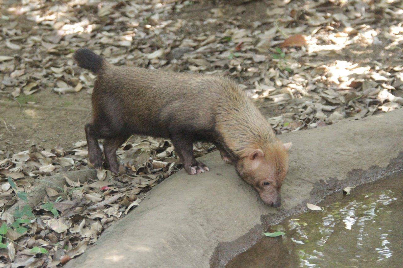 展示場の池を覗き込むカノン①