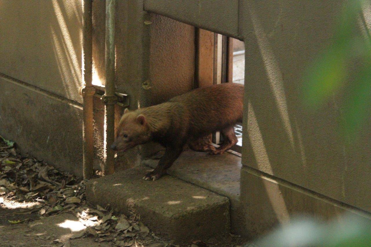 展示場に出て来たカノン
