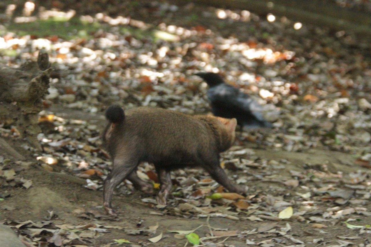 カラスを狙うカノン