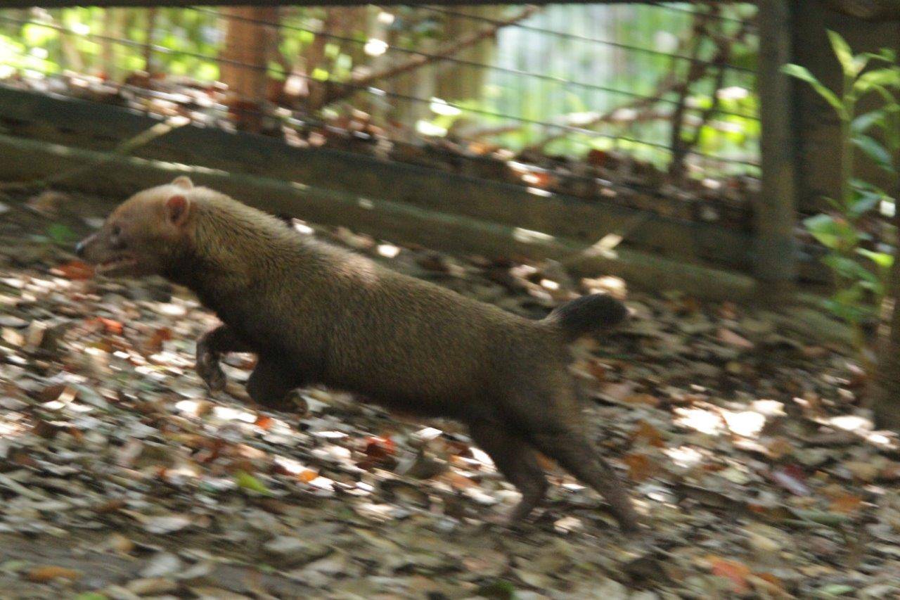 展示場を駆け回るカノン②
