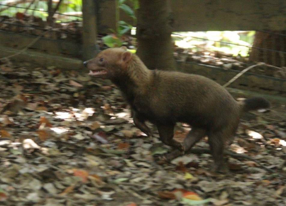 展示場を駆け回るカノン④