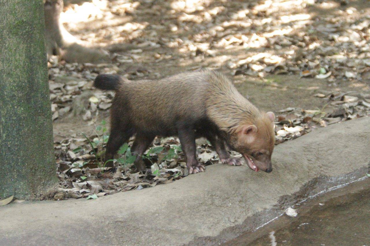 展示場内の池を覗き込むカノン②