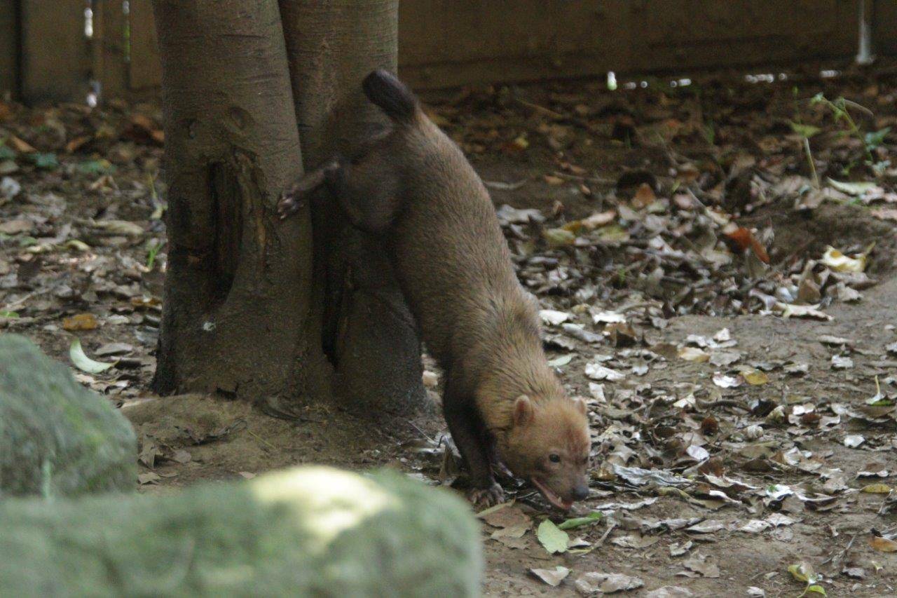 マーキングをするカノン