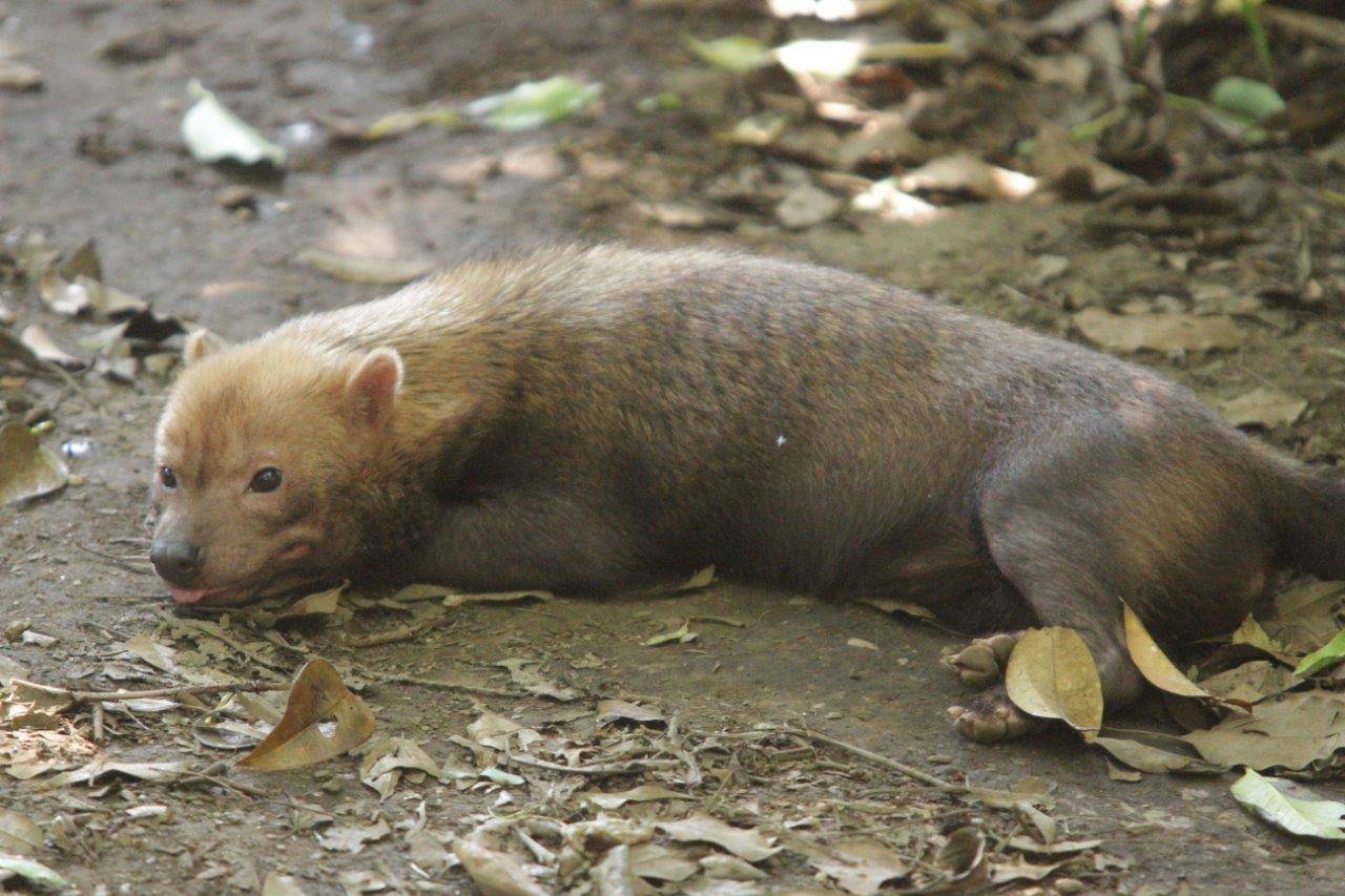 展示場で休息するカノン②