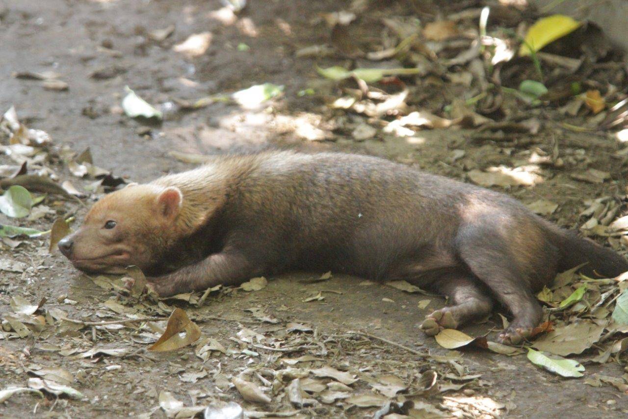 展示場で休息するカノン③