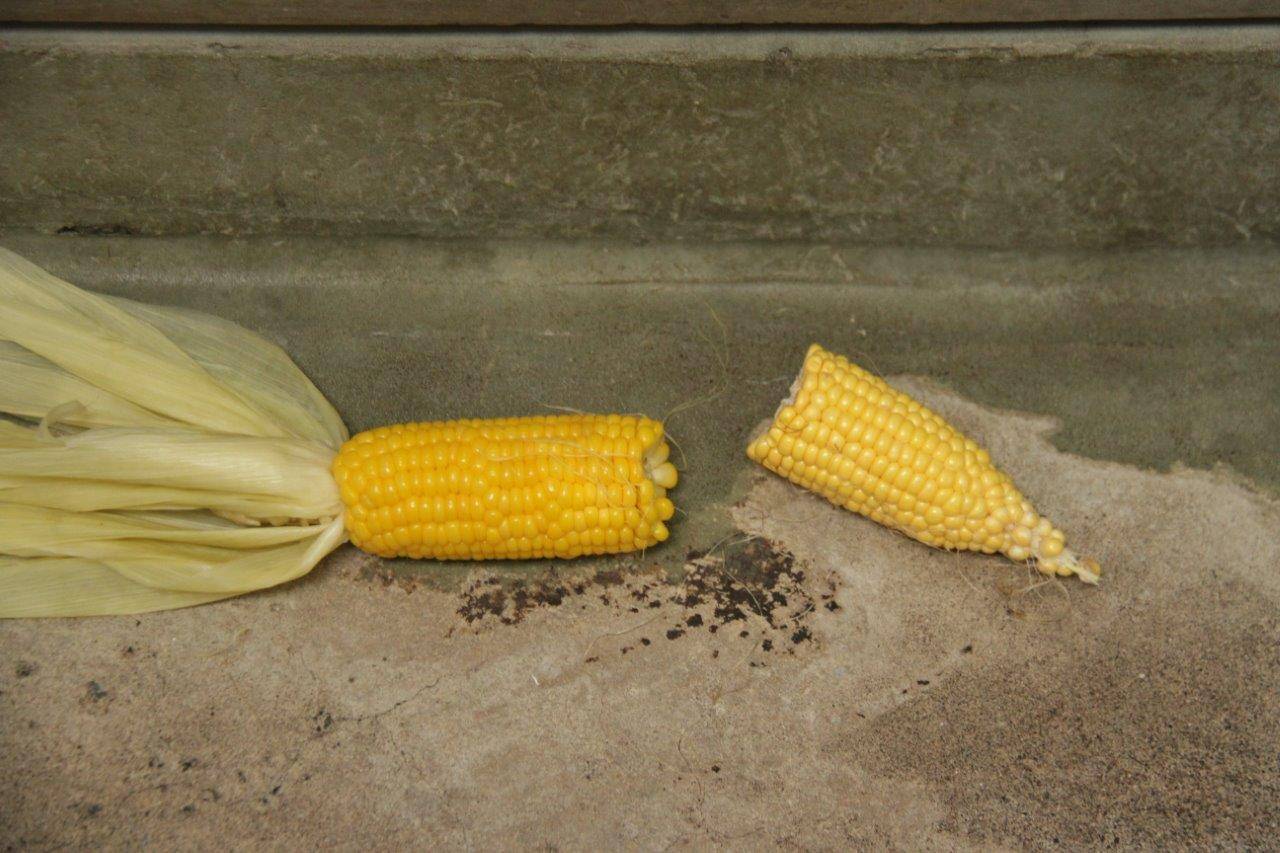 1本のトウモロコシを半分にし、半分は生のまま。もう半分は蒸してみました。