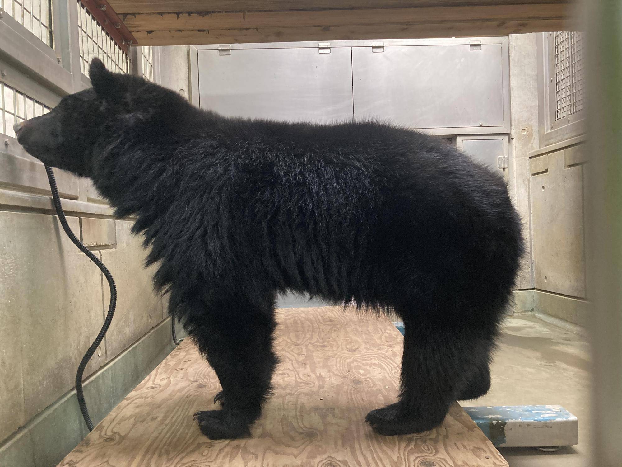 体重計に乗るメリー