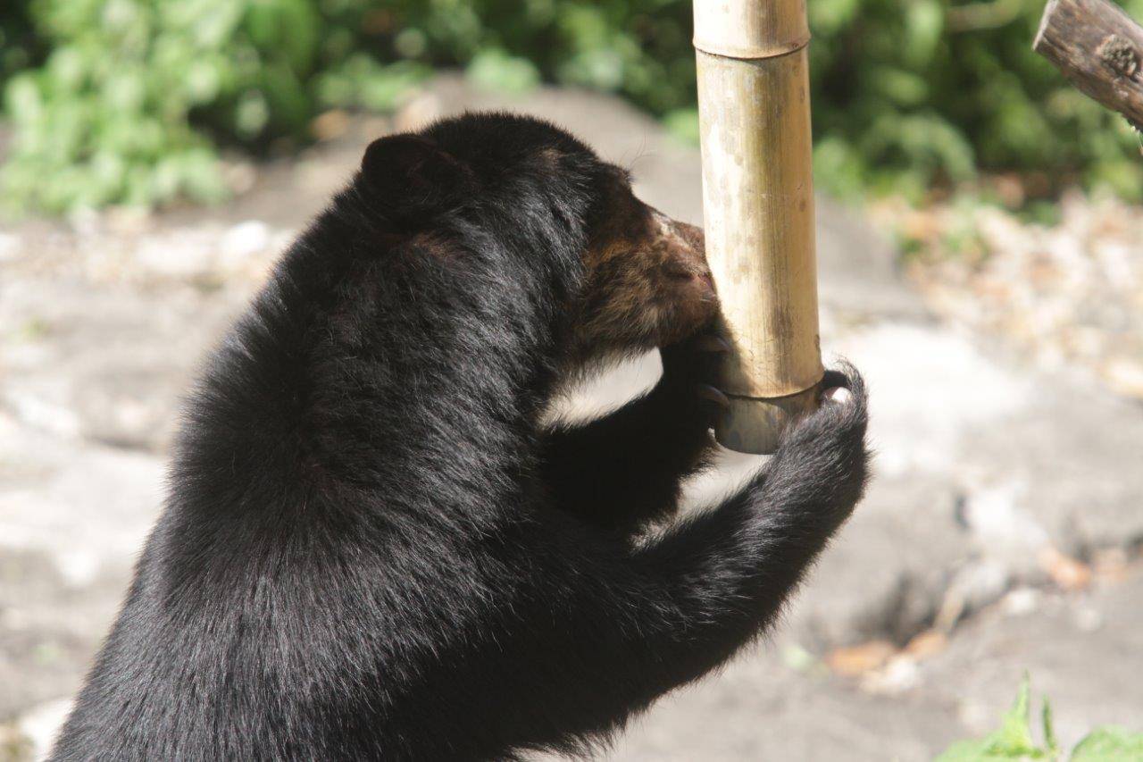 竹筒フィーダーの穴に舌を入れる美雪