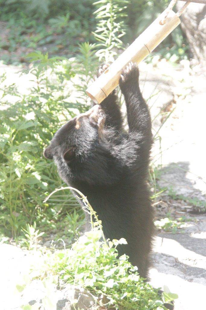 竹筒フィーダーをいじる美雪⑦