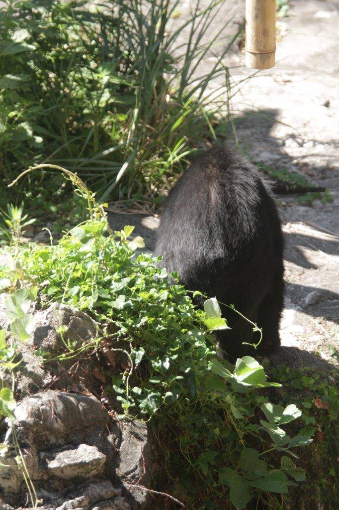 落下したペレットを探す美雪