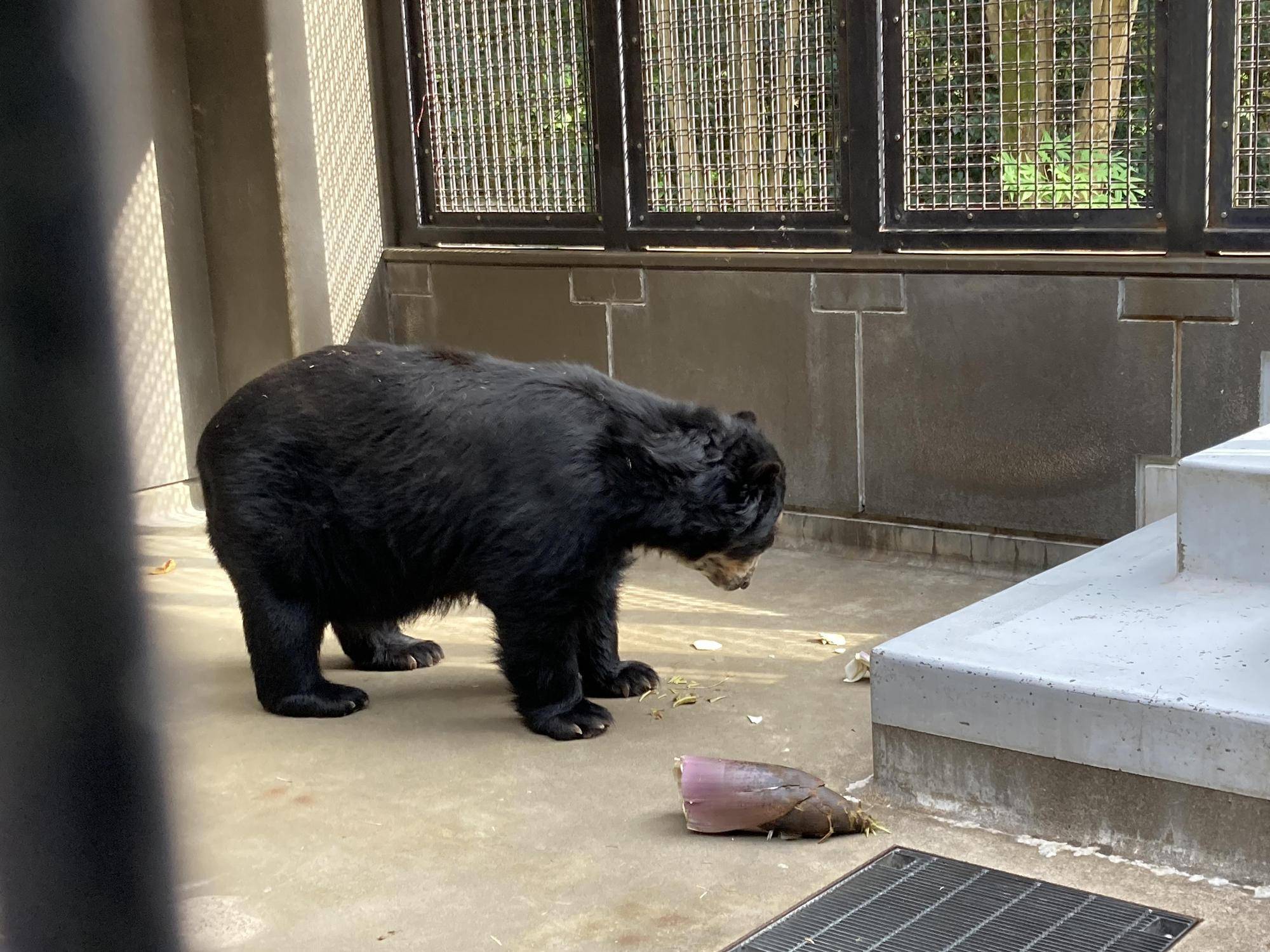 タケノコとマックス