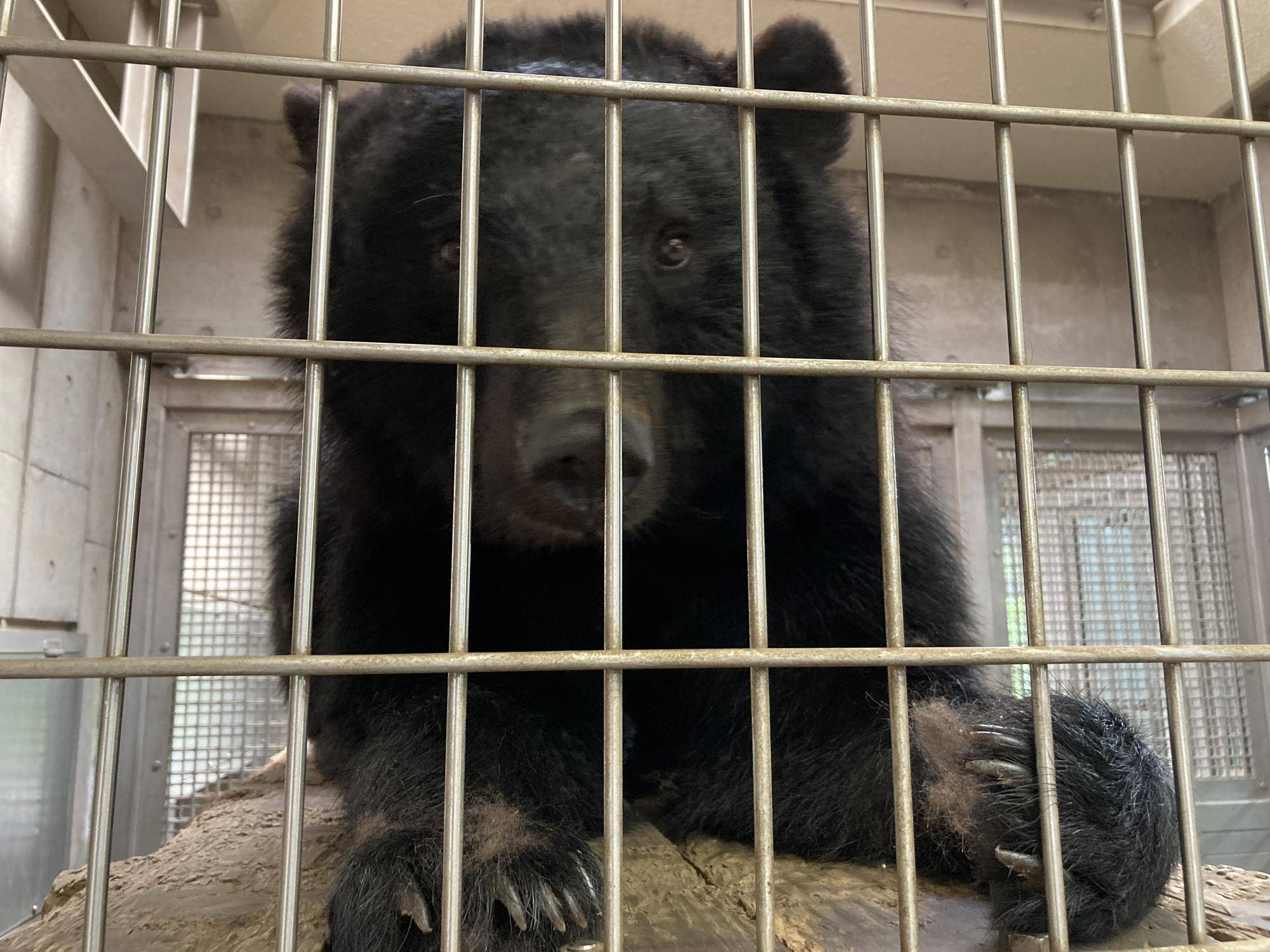 爪に毛が付いているメリー