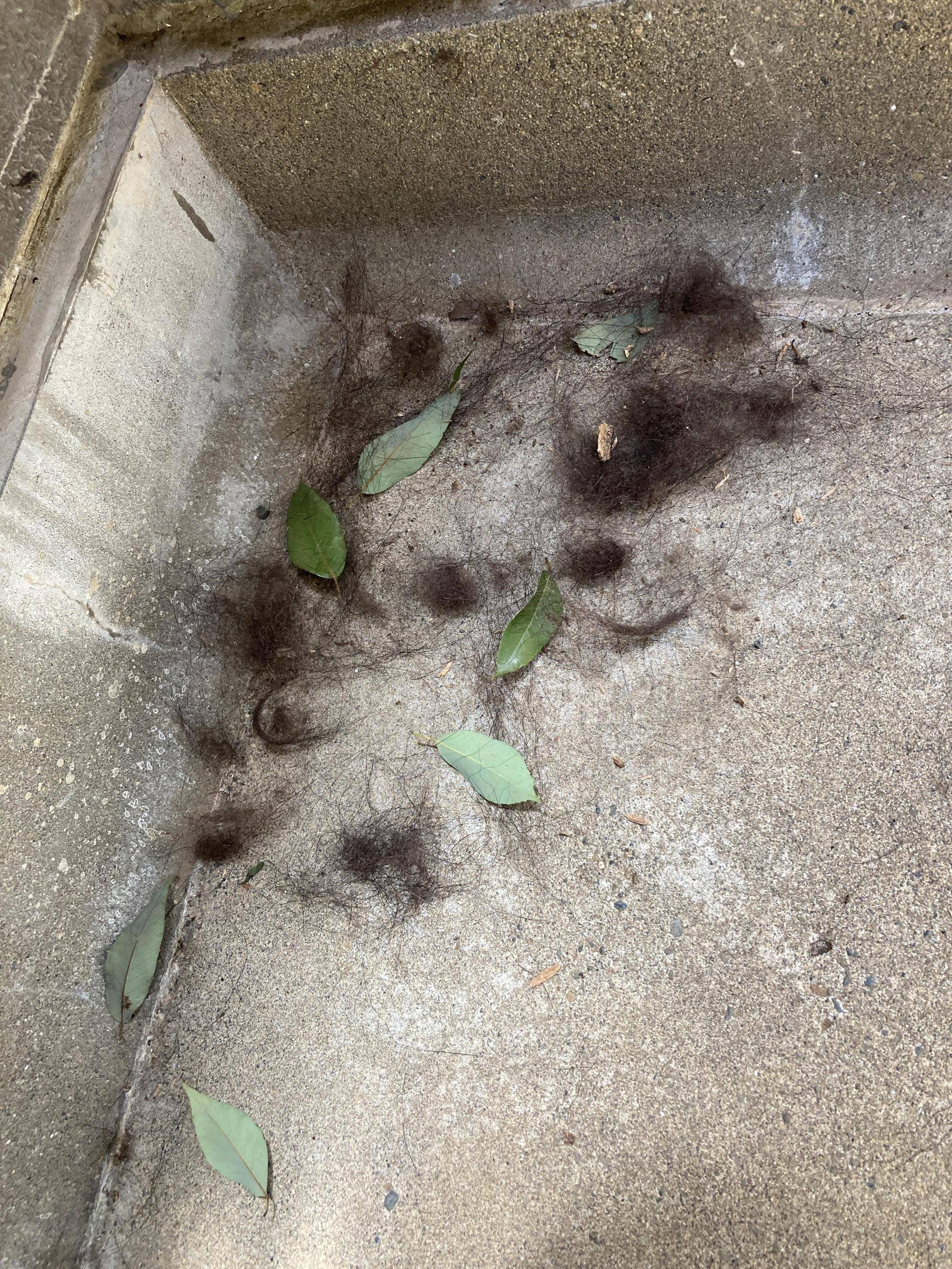 メリーの抜け毛