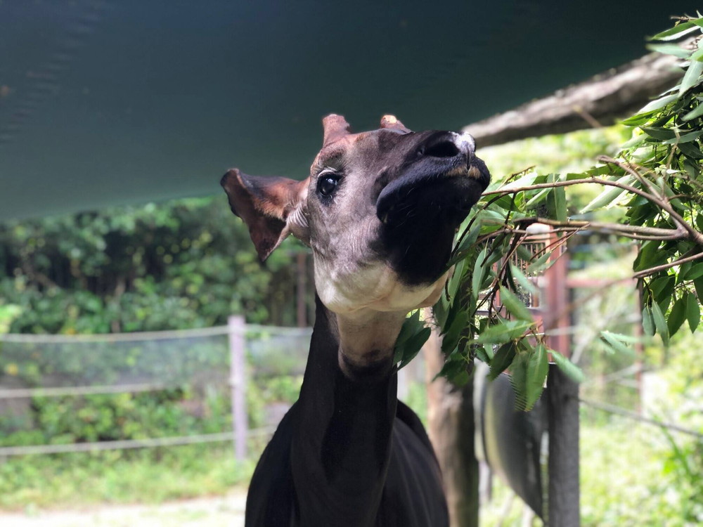 Happy Birthday☆|飼育日誌｜ブログ|よこはま動物園ズーラシア