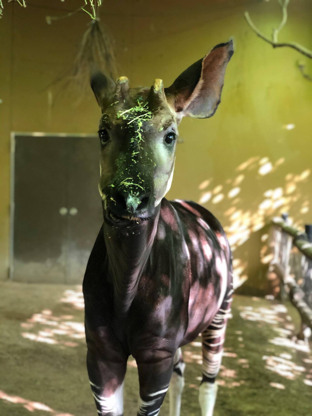 Happy Birthday☆|飼育日誌｜ブログ|よこはま動物園ズーラシア