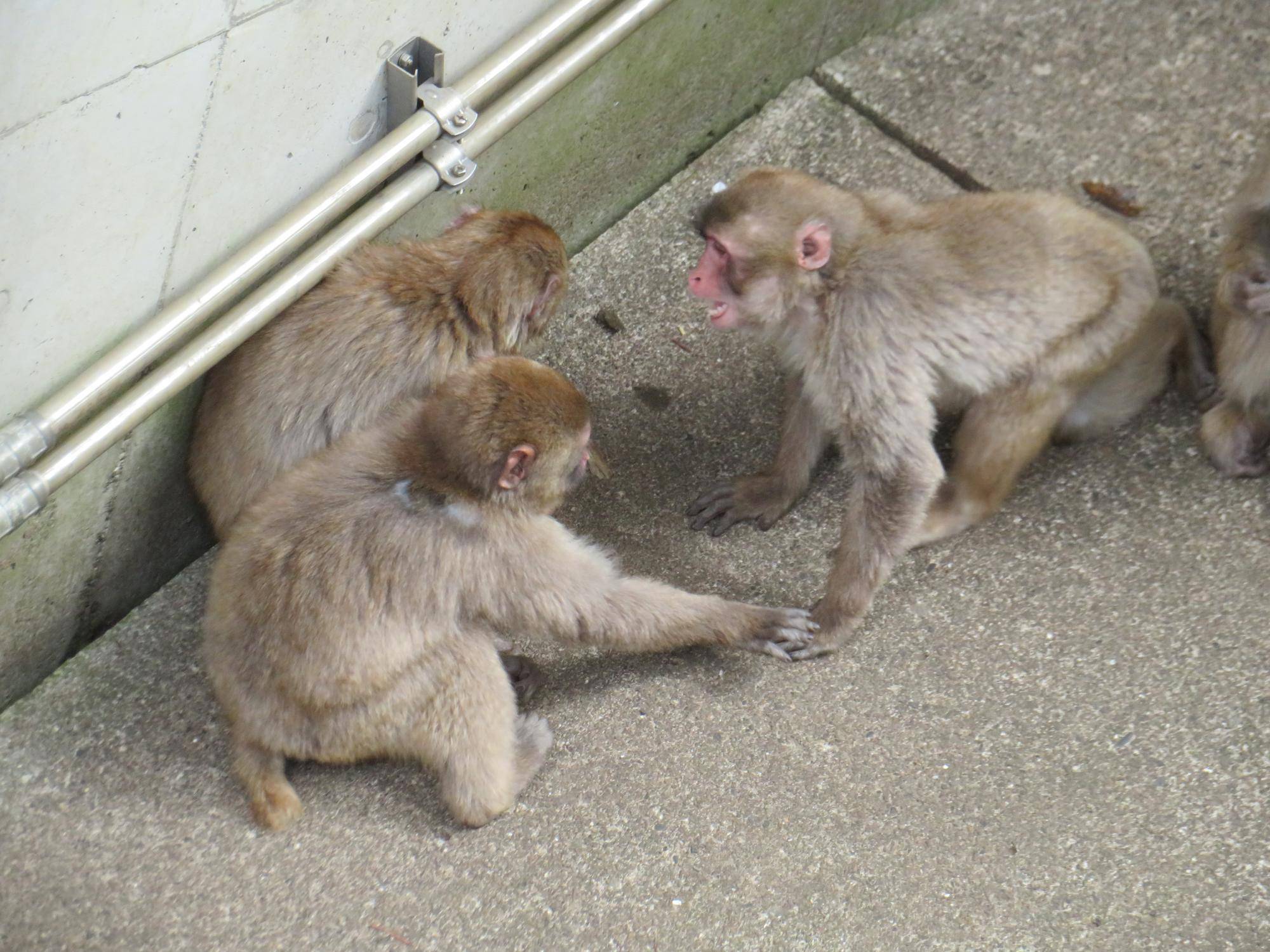 子ザルたち (2).jpg