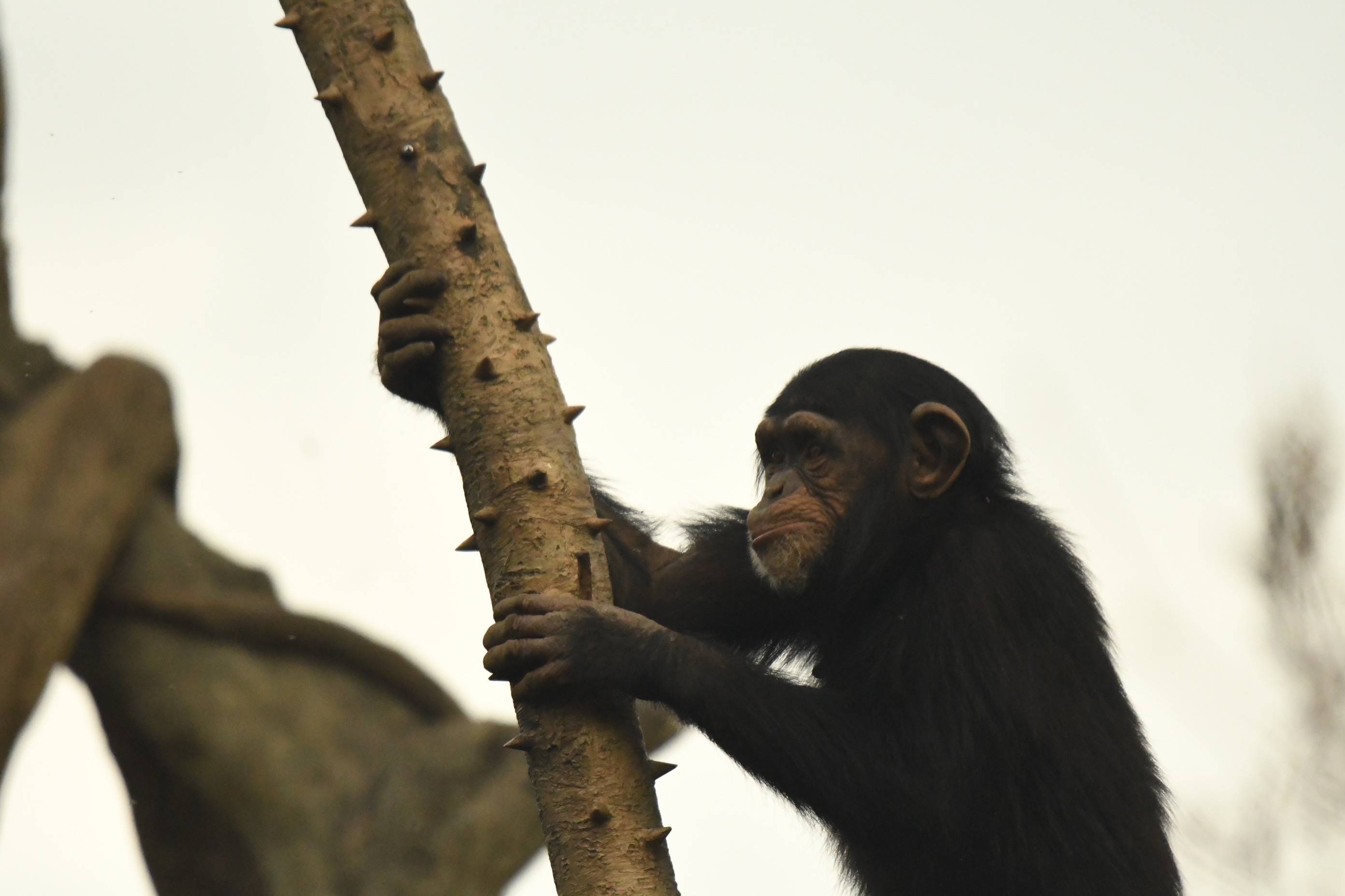 先週のチンパンジー チンパンジーの森日記 よこはま動物園ズーラシア公式サイト 公益財団法人 横浜市緑の協会