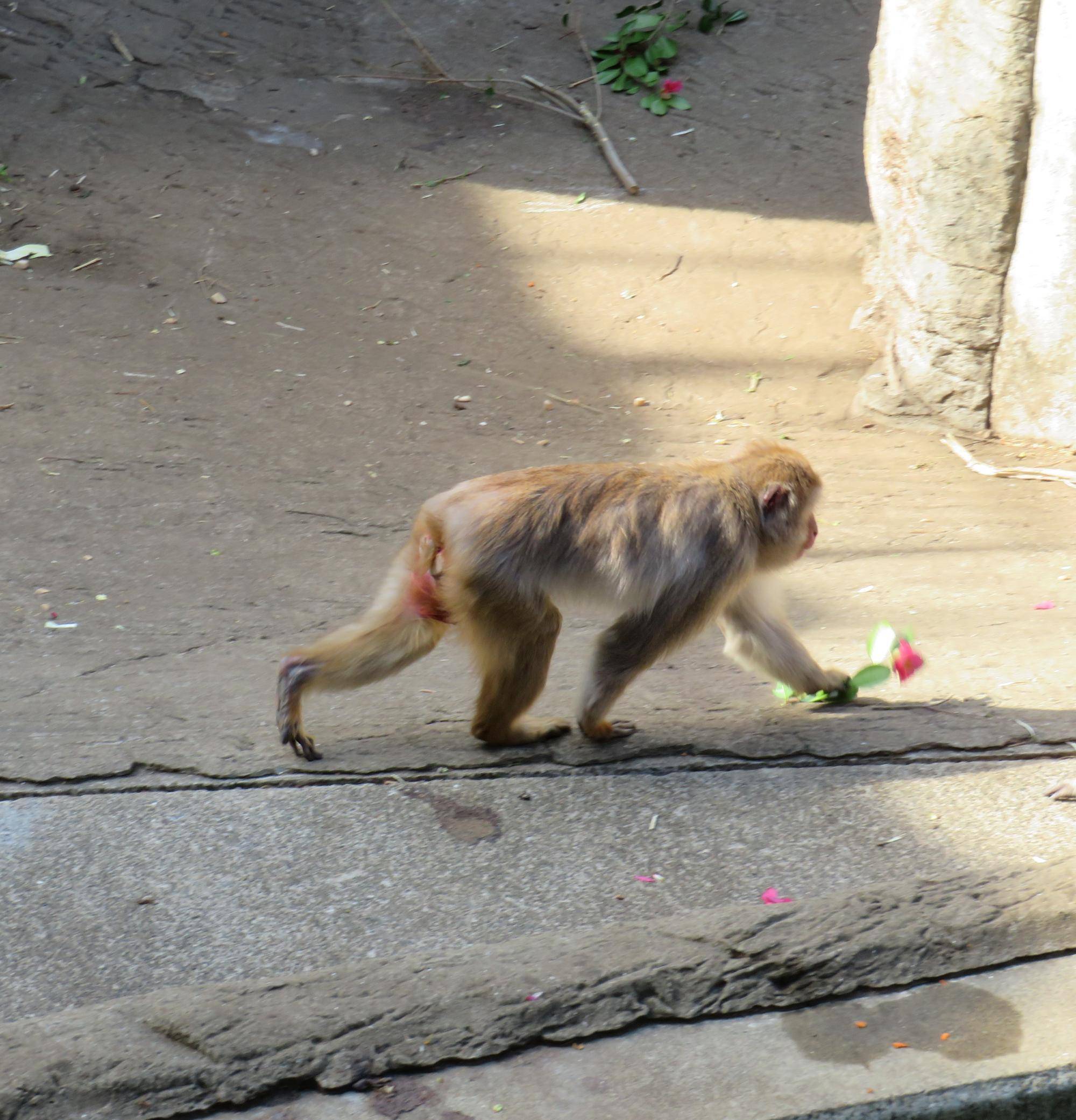 ツバキを運ぶフジオ (2).jpg