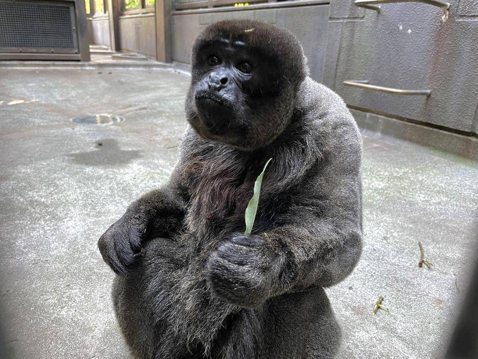 ウーリーモンキー セイロン.jpg