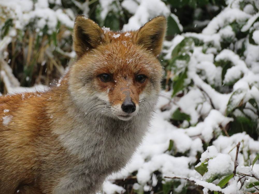 コウシロウ雪 顏.jpg