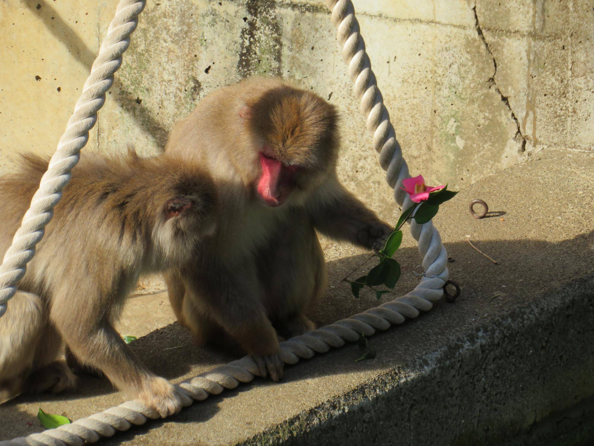 他のサルにツバキをあげないフジオ.jpg
