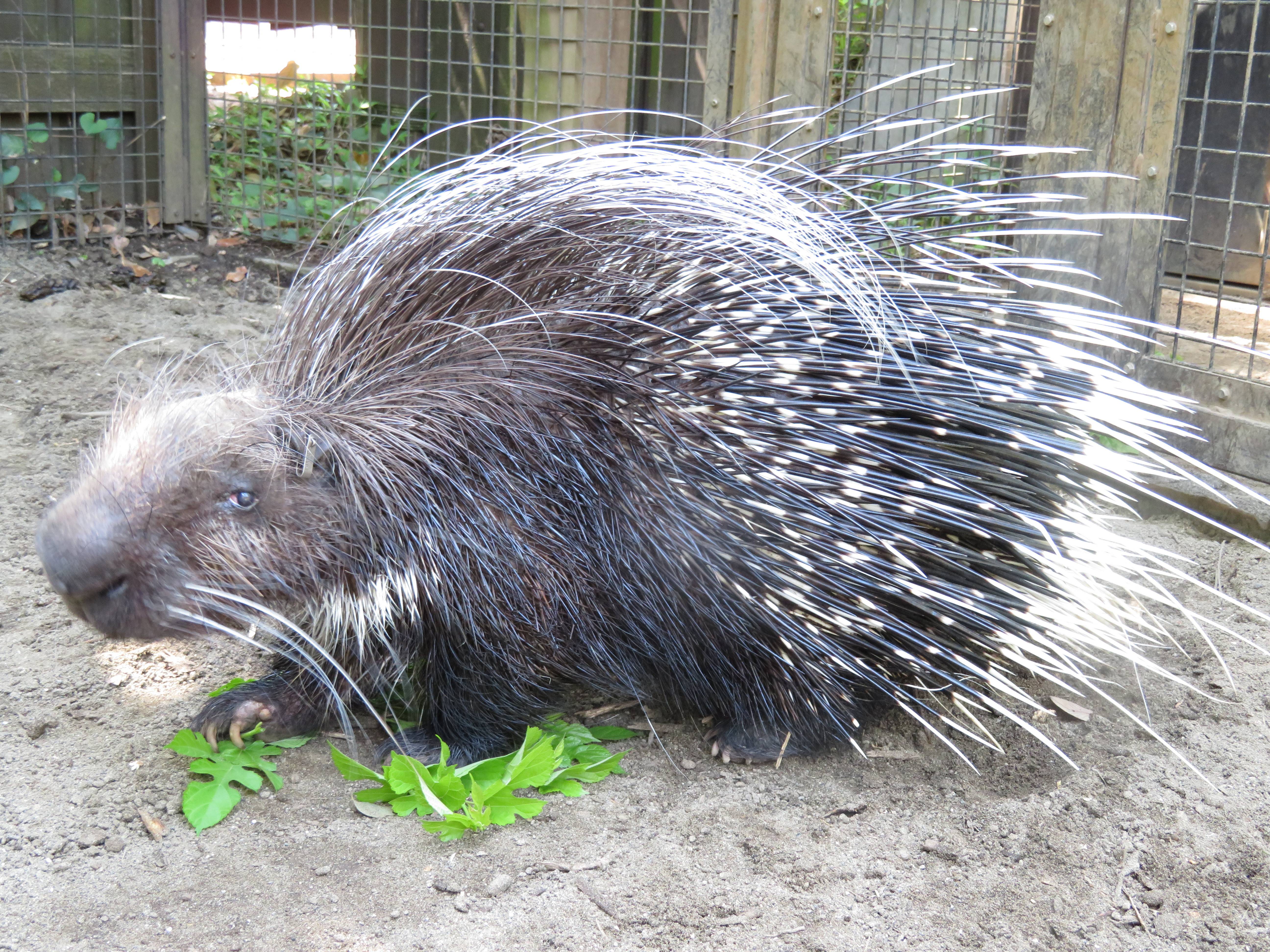 お疲れ様 クリス 飼育日誌 よこはま動物園ズーラシア公式サイト 公益財団法人 横浜市緑の協会