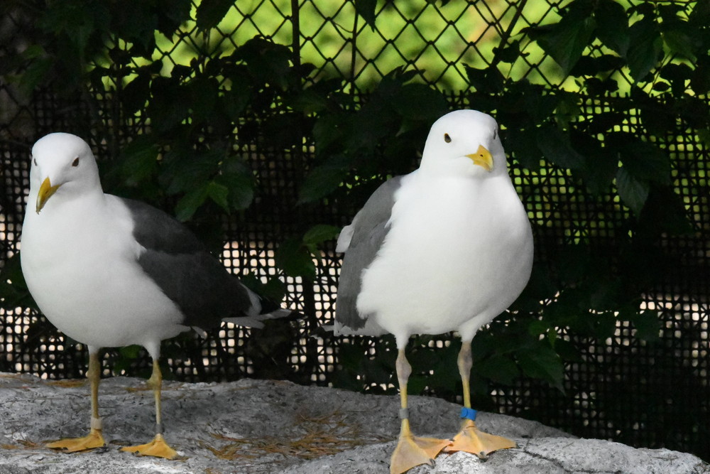 ☆かもめページ☆ カモメの恋(キアシセグロカモメ編)|飼育日誌|ブログ|よこはま