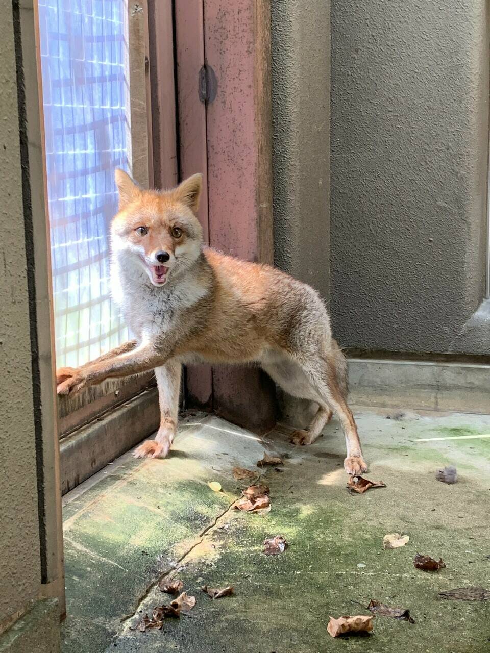 コウシロウの日常 飼育日誌 よこはま動物園ズーラシア公式サイト 公益財団法人 横浜市緑の協会